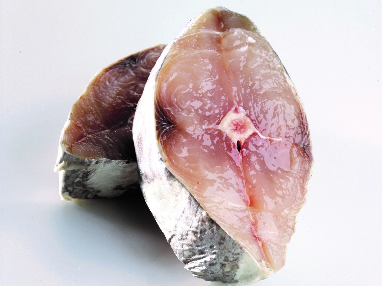 ikan tongkol