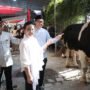 Agustina, Wali Kota Semarang menyerahkan hewan kurban di kompleks Balaikota Semarang/istimewa