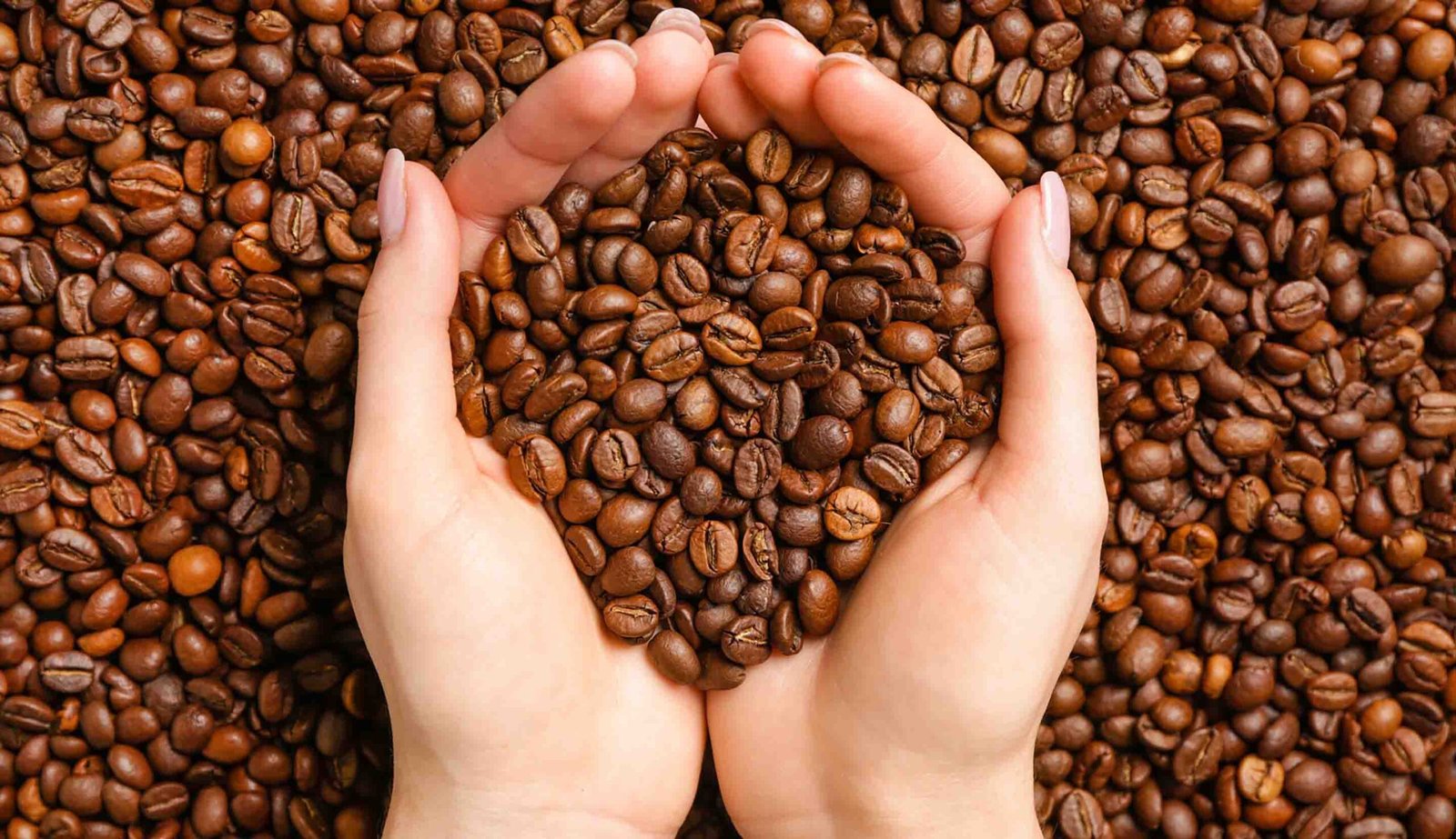 harga kopi