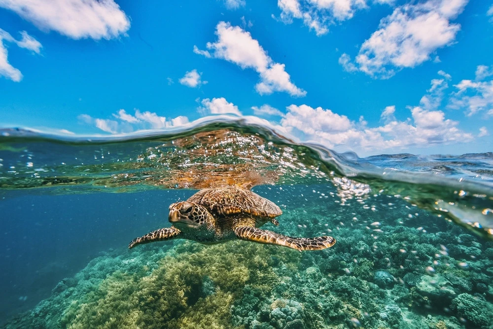 australia