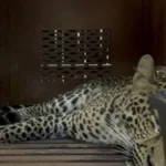 macan tutul