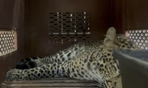 macan tutul
