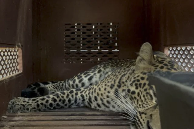 macan tutul
