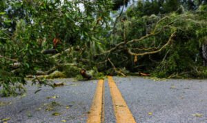 pohon-tumbang Truk Pengangkut Batu Bara Tertimpa Pohon Tumbang di Jalan Pantura Kudus-Pati