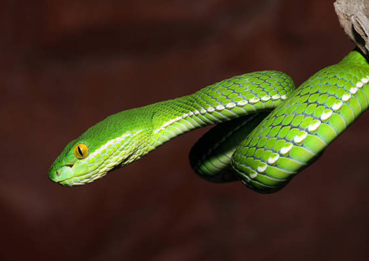 Warga Demak Dikejutkan Penemuan 8 Ular Viper di Perumahan