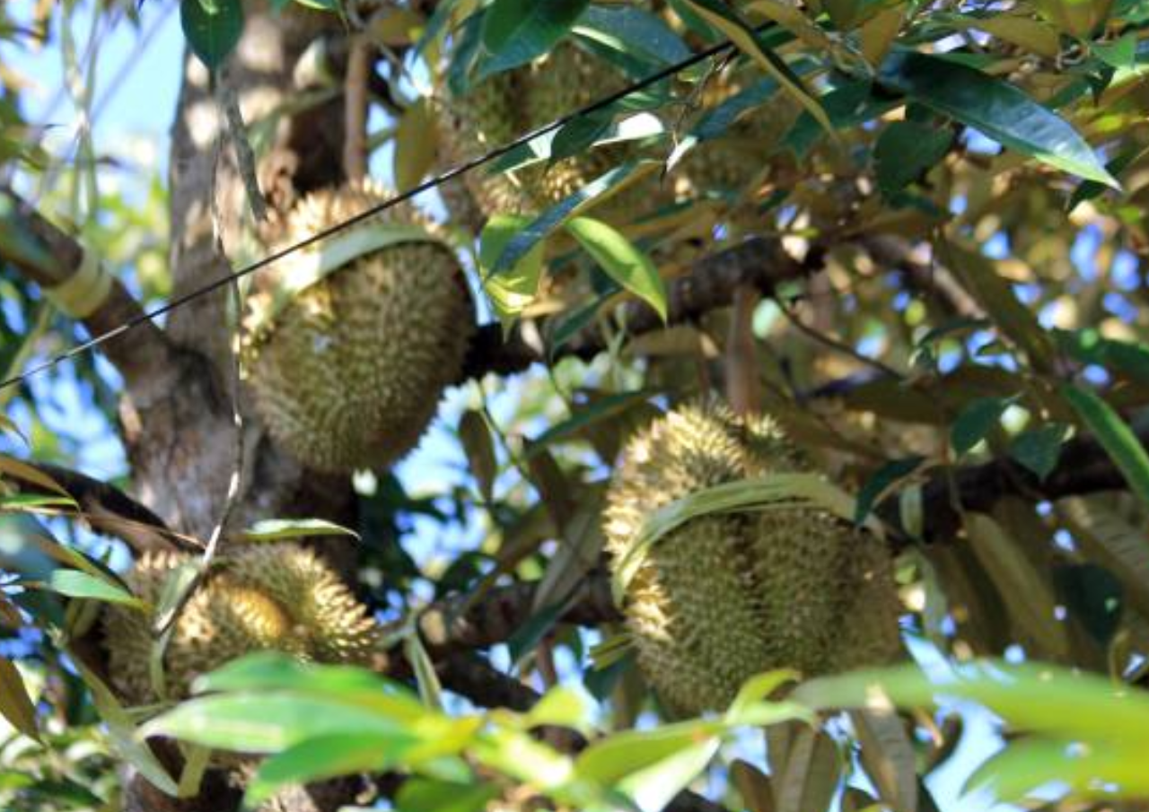 Ribuan Bibit Durian Musangking dan Blackthorn Disalurkan ke Petani Gunungwungkal