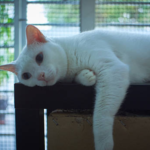 Motif Pensiunan ASN Blora Tendang Kucing Saat Jogging karena Kesal