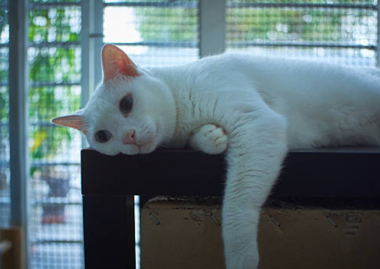 Motif Pensiunan ASN Blora Tendang Kucing Saat Jogging karena Kesal