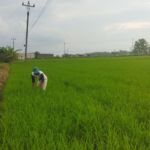 Petani Desa Bumiharjo Kecamatan Winong Panen Raya Padi 10,28 Ton per Hektare