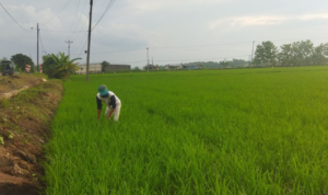 Petani Desa Bumiharjo Kecamatan Winong Panen Raya Padi 10,28 Ton per Hektare