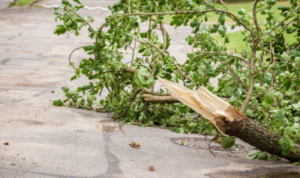 pohon-tmbang-semarang Ada 88 Kejadian akibat Cuaca Ekstrem di Semarang, Atap Rumah Roboh Hingga Pohon Tumbang