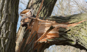 3 Orang Tertimpa Pohon Tumbang di Semarang, 1 Tewas