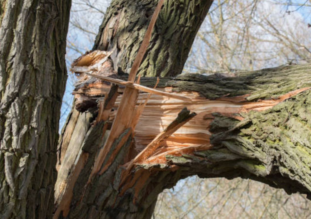 3 Orang Tertimpa Pohon Tumbang di Semarang, 1 Tewas