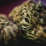 ganja Warga Kerten Solo Nekat Tanam Ganja Kering di Rumah untuk Konsumsi Pribadi