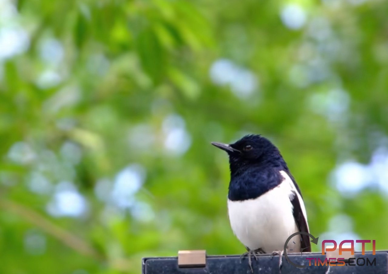 Sempat Tinggalkan Burung Curian dan Motor, Pencuri di Magelang Diringkus Polisi