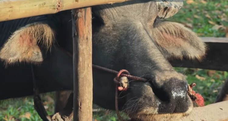 Kerbau di Kudus Mengamuk dan Kabur Saat Hendak Disembelih