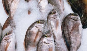 Pelaku Penipuan Pembelian Ikan di Pati Gunakan Uang Hasil Kejahatan untuk Main Judol