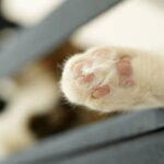 buang-kucing-bkt-semarang Heboh Orang Lempar Kucing ke BKT Semarang, Kesal karena Buang Kotoran Sembarangan
