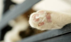 buang-kucing-bkt-semarang Heboh Orang Lempar Kucing ke BKT Semarang, Kesal karena Buang Kotoran Sembarangan