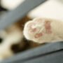 Heboh Orang Lempar Kucing ke BKT Semarang, Kesal karena Buang Kotoran Sembarangan