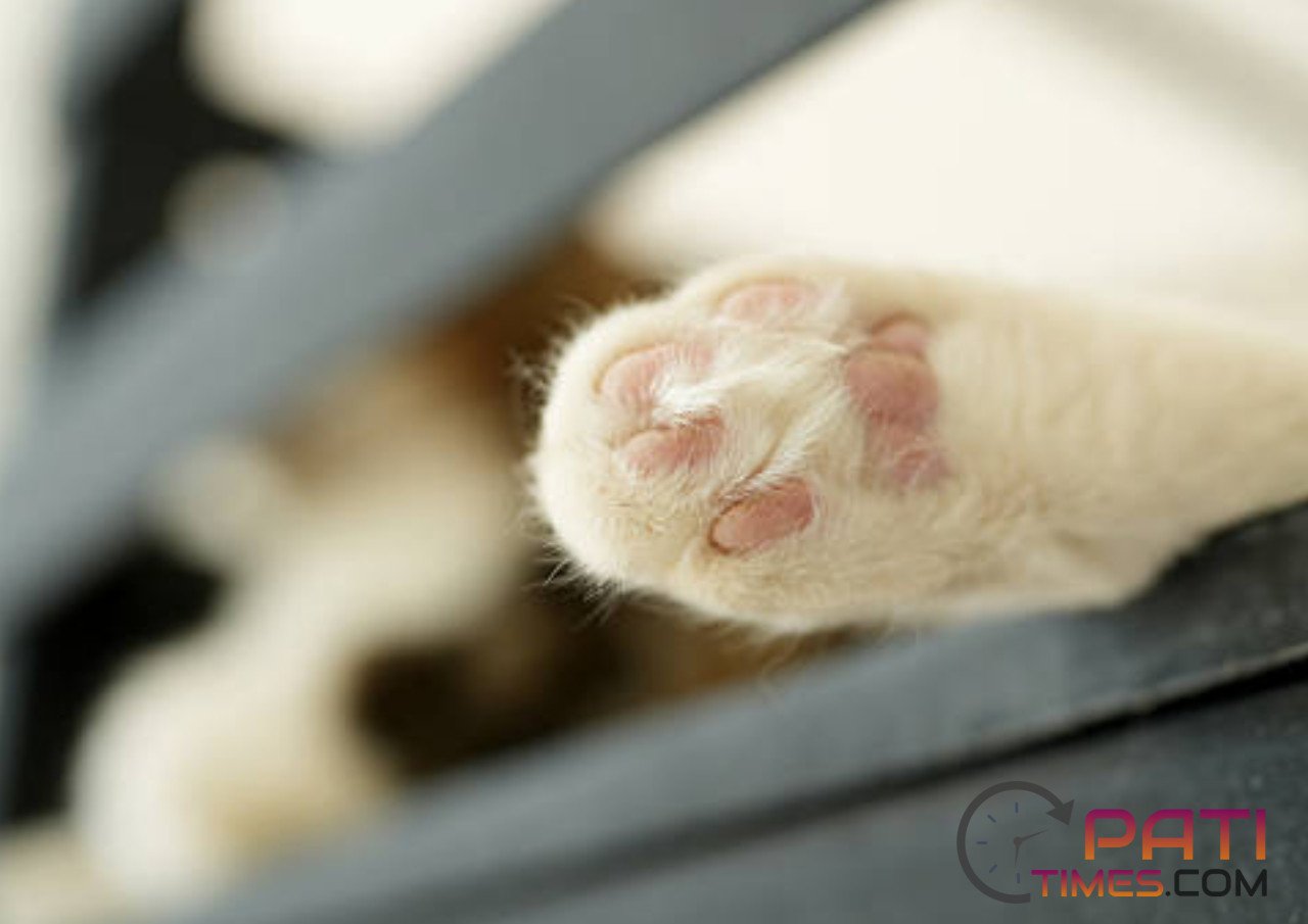 Heboh Orang Lempar Kucing ke BKT Semarang, Kesal karena Buang Kotoran Sembarangan