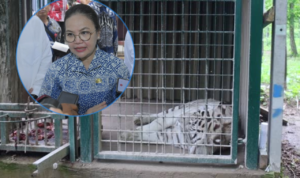 semarang Harimau Putih di Semarang Zoo Dikabarkan Mati, Pemkot Bakal Selidiki Penyebabnya