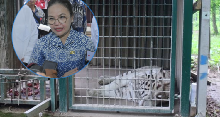 Harimau Putih di Semarang Zoo Dikabarkan Mati, Pemkot Bakal Selidiki Penyebabnya