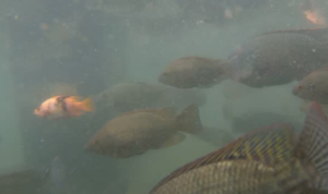 ikan-invasif Heboh Mahasiswa KKN di Kudus Sebar Ikan Invasif di Sungai