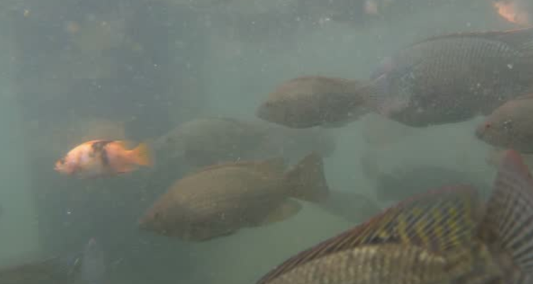 ikan-invasif Heboh Mahasiswa KKN di Kudus Sebar Ikan Invasif di Sungai