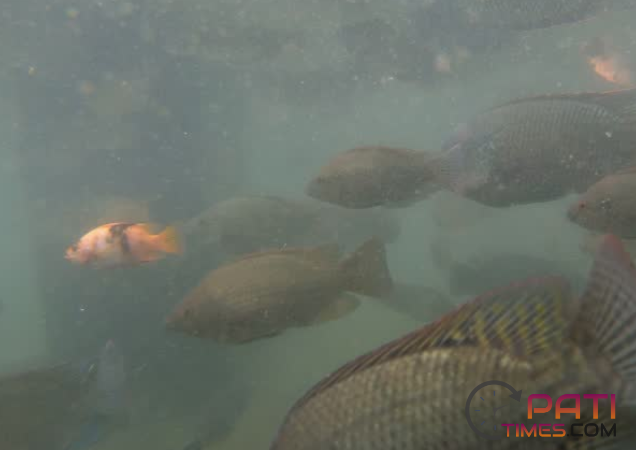 Heboh Mahasiswa KKN di Kudus Sebar Ikan Invasif di Sungai