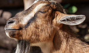 Pasutri Ditangkap Buntut Pencurian Kambing di 14 Lokasi di Magelang