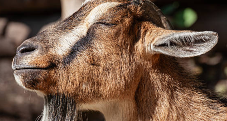 Pasutri Ditangkap Buntut Pencurian Kambing di 14 Lokasi di Magelang
