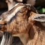 Pasutri Ditangkap Buntut Pencurian Kambing di 14 Lokasi di Magelang