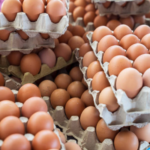 telur-peternak-lokal Pemkab Upayakan Telur Peternak Lokal Terserap SPPG Hingga Retail Modern