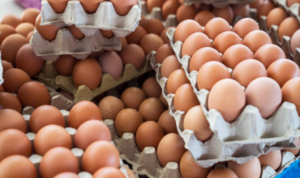 Pemkab Upayakan Telur Peternak Lokal Terserap SPPG Hingga Retail Modern